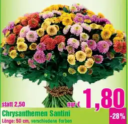 Blumen B&B Chrysanthemen santini länge Angebot
