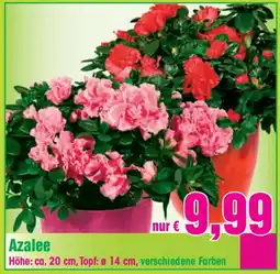 Blumen B&B Azalee Angebot