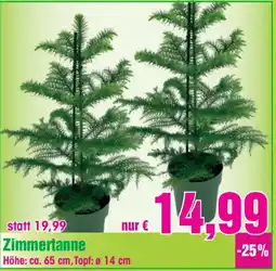 Blumen B&B Zimmertanne Angebot