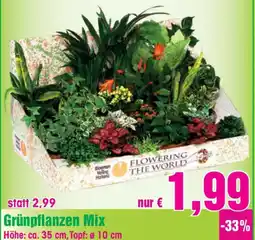 Blumen B&B Grünpflanzen Mix Angebot