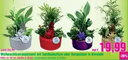 Blumen B&B Weihnachtsarrangement mit Spathiphyllum oder Bergpalme in Keramik Höhe Angebot