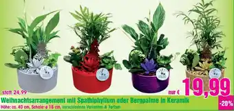 Blumen B&B Weihnachtsarrangement mit Spathiphyllum oder Bergpalme in Keramik Höhe Angebot