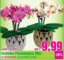Blumen B&B Orchidee Phalaenopsis Mini Angebot