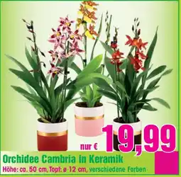 Blumen B&B Orchidee Cambria in Keramik Angebot