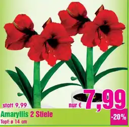 Blumen B&B Amaryllis 2 Stiele Angebot