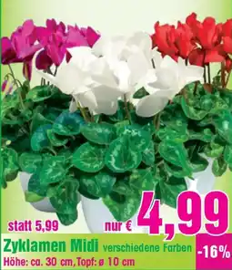 Blumen B&B Zyklamen Midi Angebot