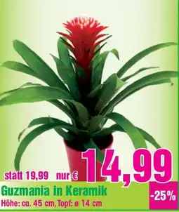 Blumen B&B Guzmania in Keramik Angebot
