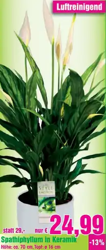 Blumen B&B Spathiphyllum in Keramik Angebot