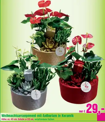 Blumen B&B Weihnachtsarrangement mit Anthurium in Keramik Angebot