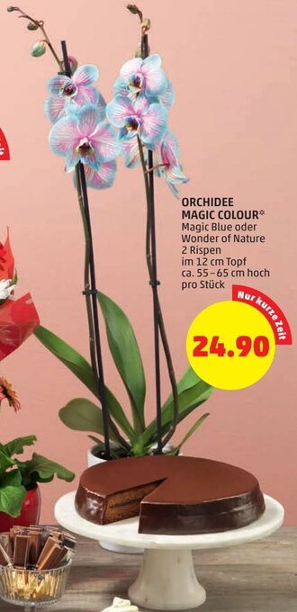 PENNY Orchidee Magic Colour 55-65 cm Angebot