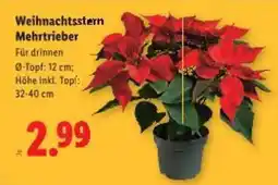 Lidl Weihnachtsstern Mehrtrieber Angebot