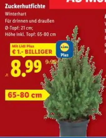 Lidl Zuckerhutfichte Angebot