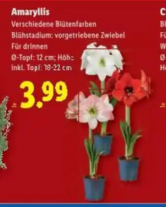 Lidl Amaryllis Angebot