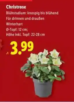 Lidl Christrose Angebot