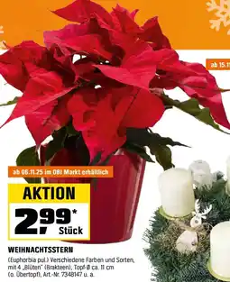 OBI Weihnachtsstern Angebot