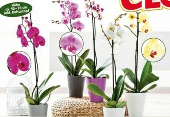 Norma Orchidee Phalaenopsis Angebot