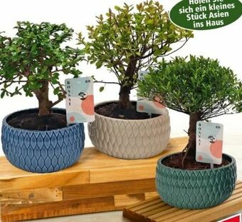 Norma Bonsai Angebot