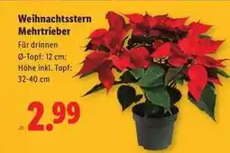 Lidl Weihnachtsstern Mehrtrieb Angebot