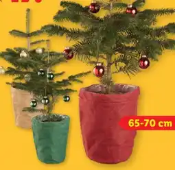 Lidl Nordmanntanne Angebot