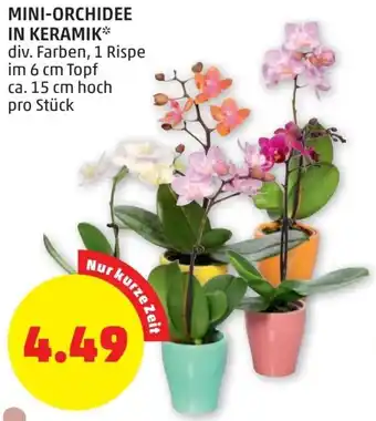 PENNY Mini Orchidee In Keramik Angebot