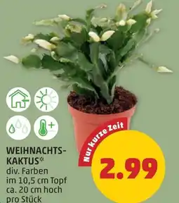 PENNY Weihnachts- kaktus Angebot