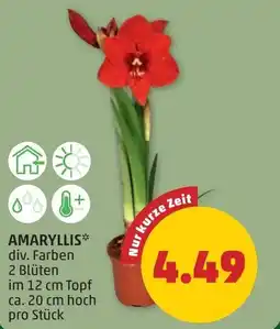 PENNY Amaryllis Angebot