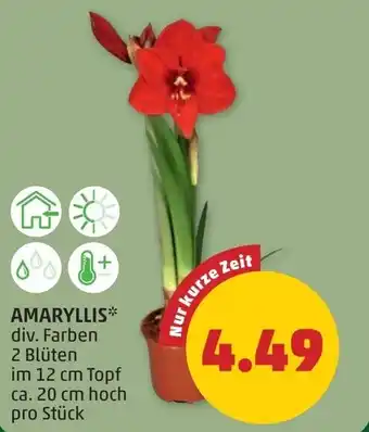 PENNY Amaryllis Angebot