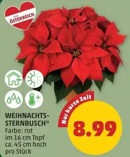 PENNY Weihnachts- sternbusch Angebot
