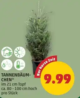PENNY Tannenbäum- chen Angebot