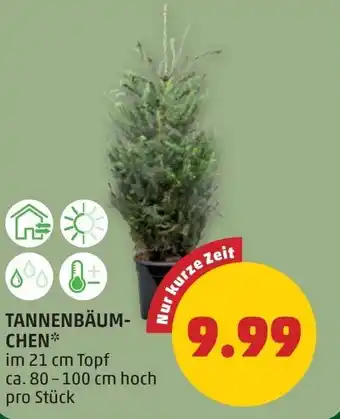 PENNY Tannenbäum- chen Angebot