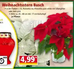 Norma Weihnachtsstern Busch Angebot