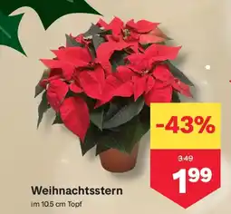 MPreis Weihnachtsstern Angebot
