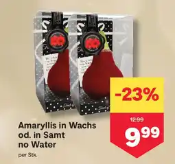 MPreis Amaryllis in wachs od. in samt no water Angebot