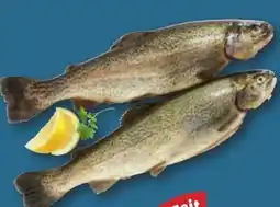 PENNY Forelle Angebot