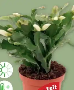 PENNY Weihnachtskaktus Angebot