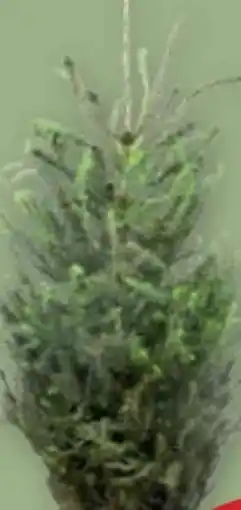 PENNY Tannenbäumchen Angebot