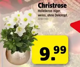 Liebmarkt Christrose Angebot