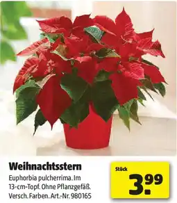 Liebmarkt Weihnachtsstern Angebot