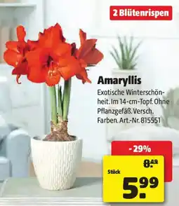 Liebmarkt Amaryllis Angebot