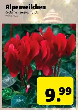 Liebmarkt Alpenveilchen Angebot