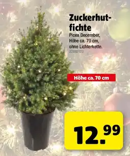 Liebmarkt Zuckerhut fichte Angebot