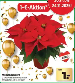 Liebmarkt Weihnachtsstern Angebot