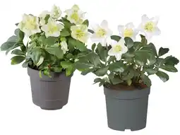 Lidl Christrose Lidl Angebot