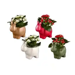 Lidl Kalanchoe in Rentierkeramik Verschiedene Keramikfarben Lidl Angebot