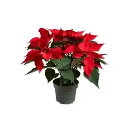 Lidl Weihnachtsstern Mehrtrieber Lidl Angebot