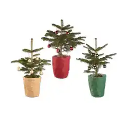 Lidl Nordmanntanne dekoriert im Jutetopf Verschiedene Topf- und Kugelfarben Lidl Angebot