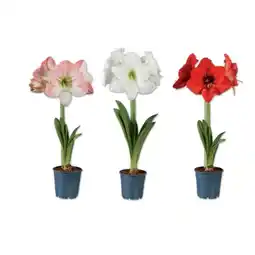 Lidl Amaryllis Verschiedene Blütenfarben Lidl Angebot