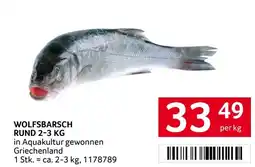 Transgourmet Wolfsbarsch rund Angebot
