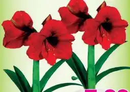 Blumen B&B Amaryllis Angebot