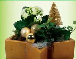 Blumen B&B Stern Arrangement Angebot